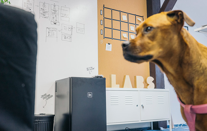 invision labs office with dog mini-fridge and logo